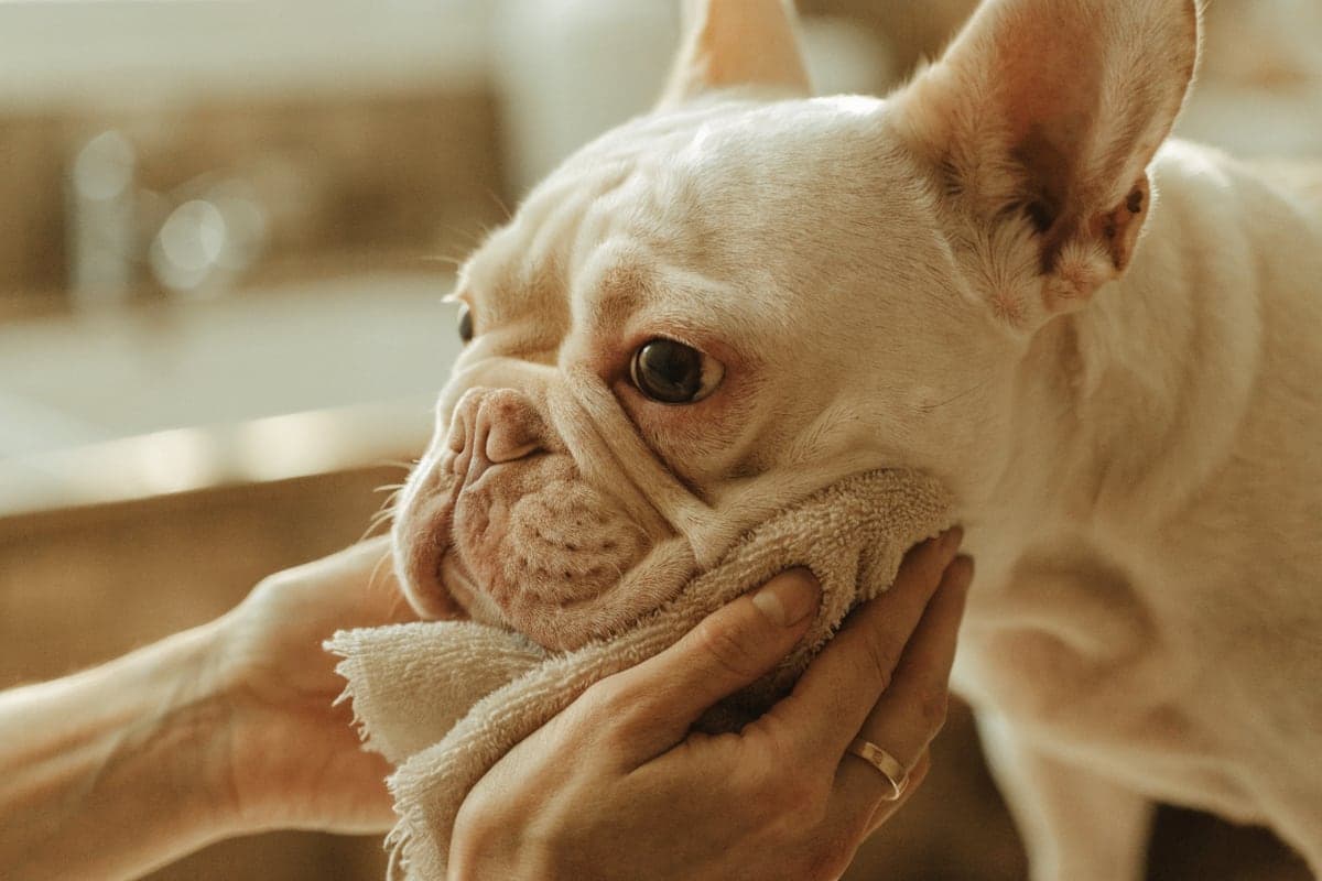 French Bulldog care illustration for this guide