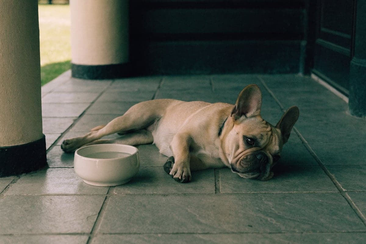 French Bulldog care illustration for this guide