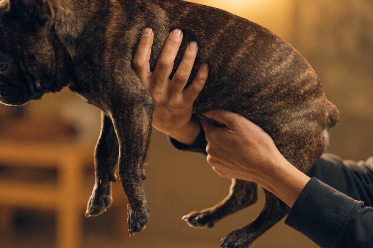 French Bulldog care illustration for this guide
