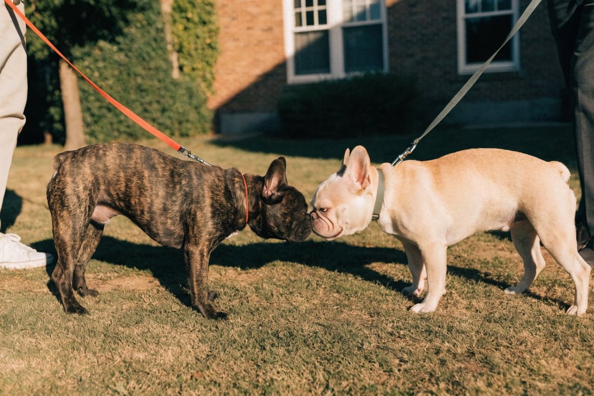 French Bulldog care illustration for this guide