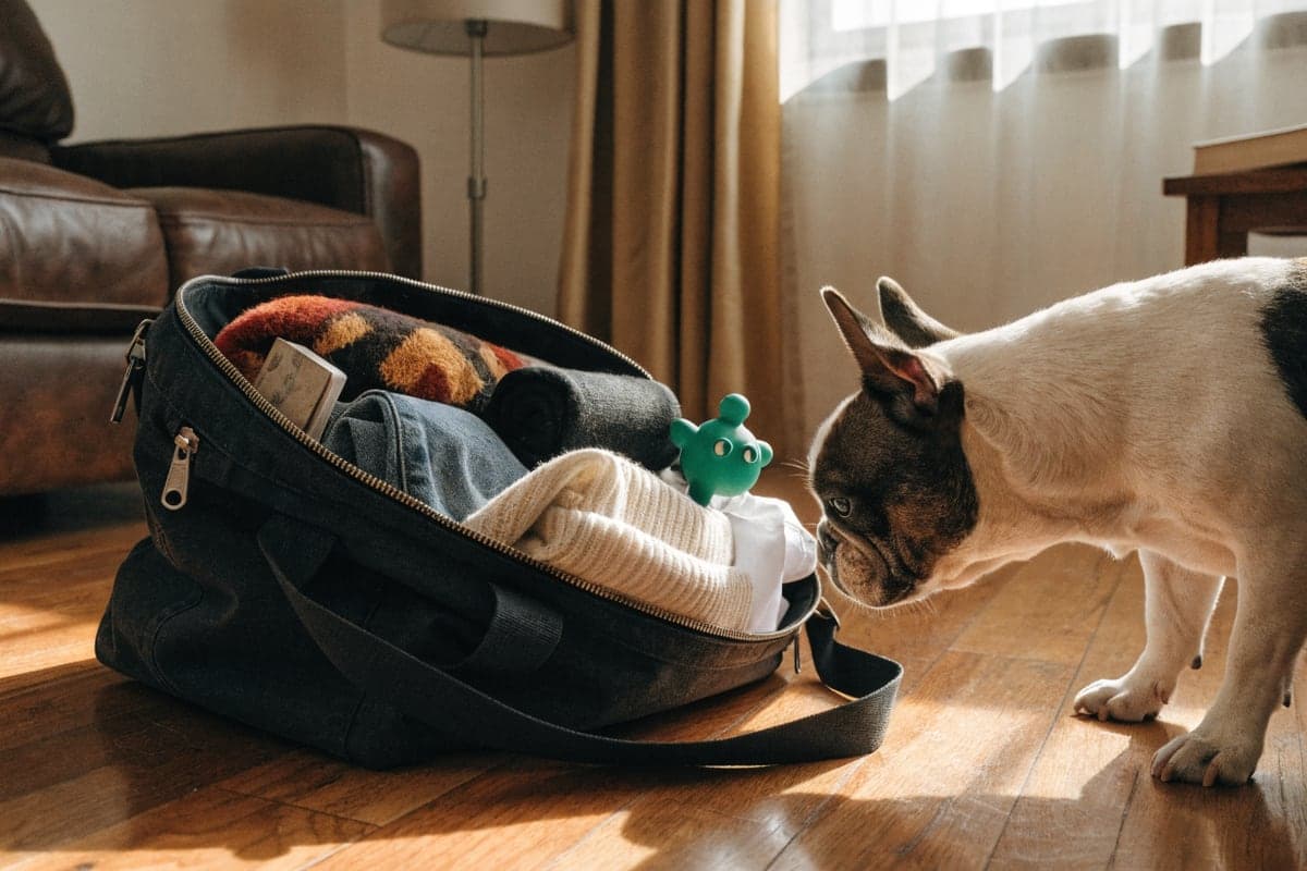 French Bulldog care illustration for this guide