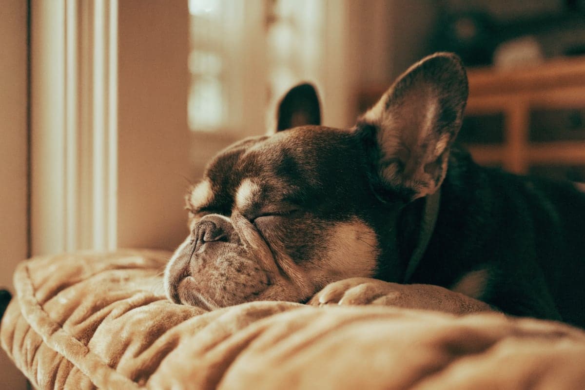 French Bulldog care illustration for this guide