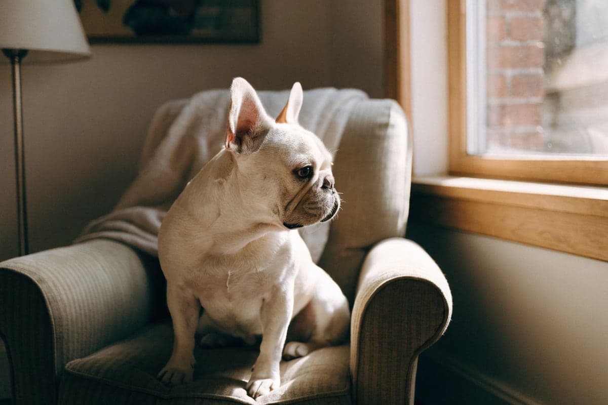 French Bulldog care illustration for this guide