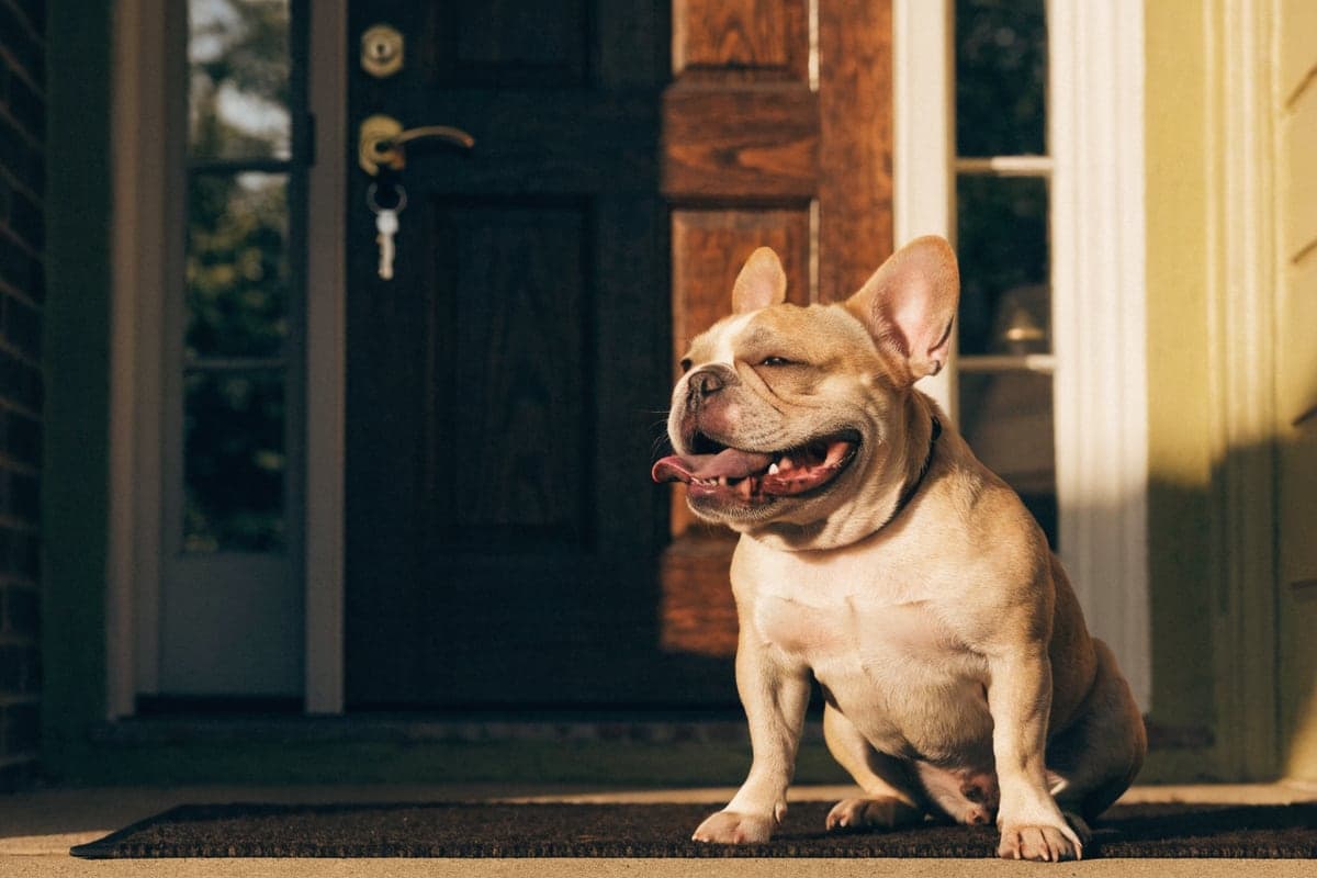 French Bulldog care illustration for this guide