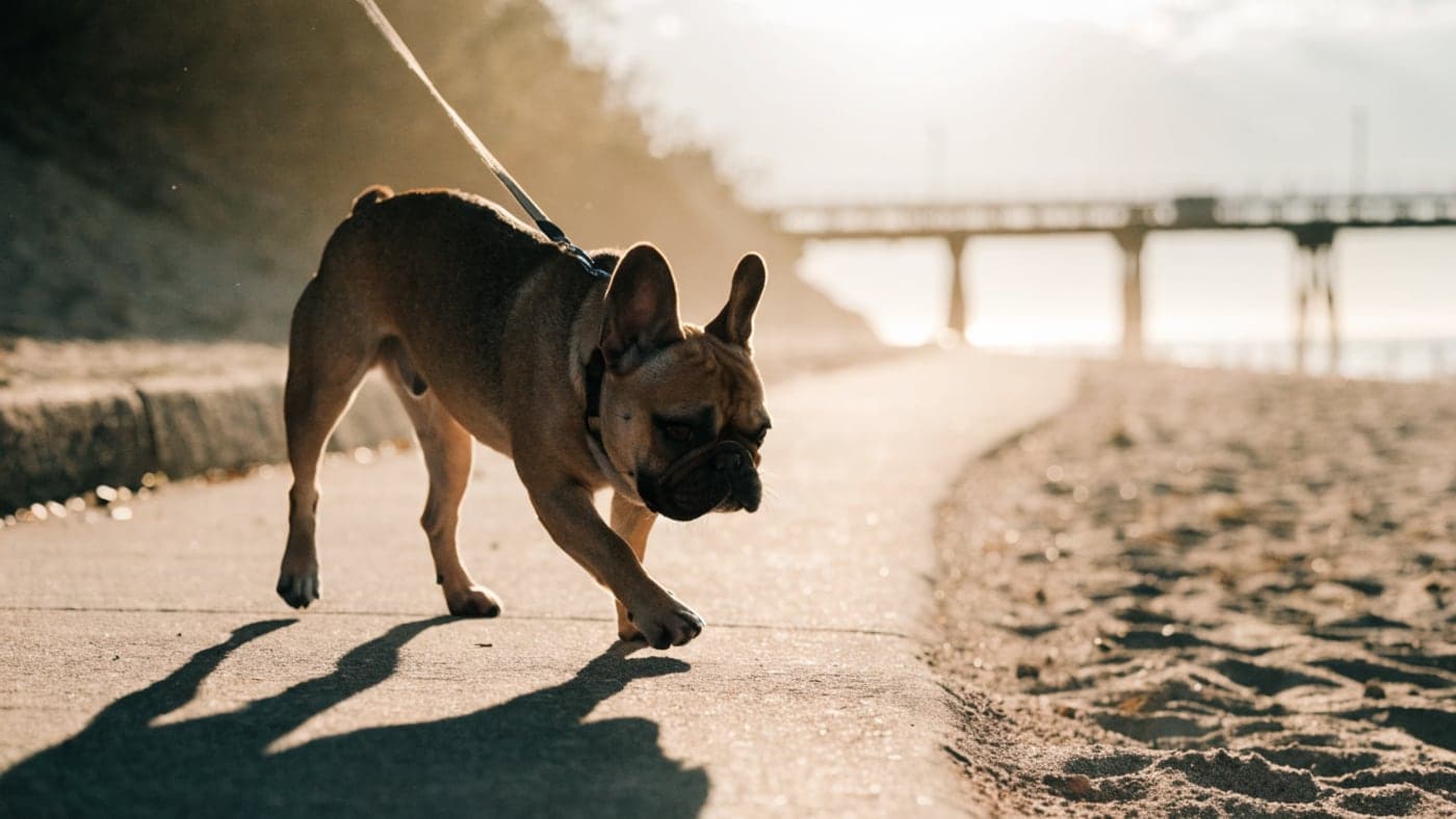 A Blenheim Frenchie walking a wide beach path at golden hour, a pier in the distance