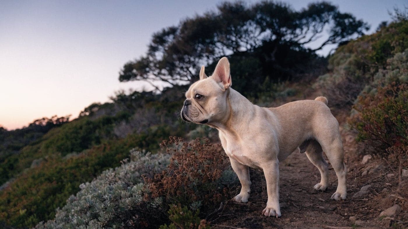 A Blenheim Frenchie on a hillside trail among coastal chaparral at dusk