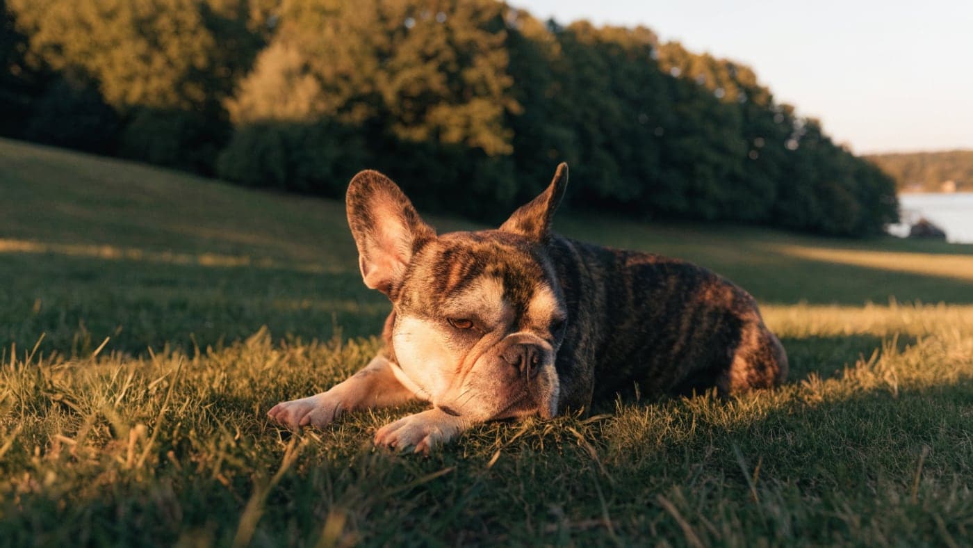 A tricolor Frenchie resting on grass at a lakeside park in evening light