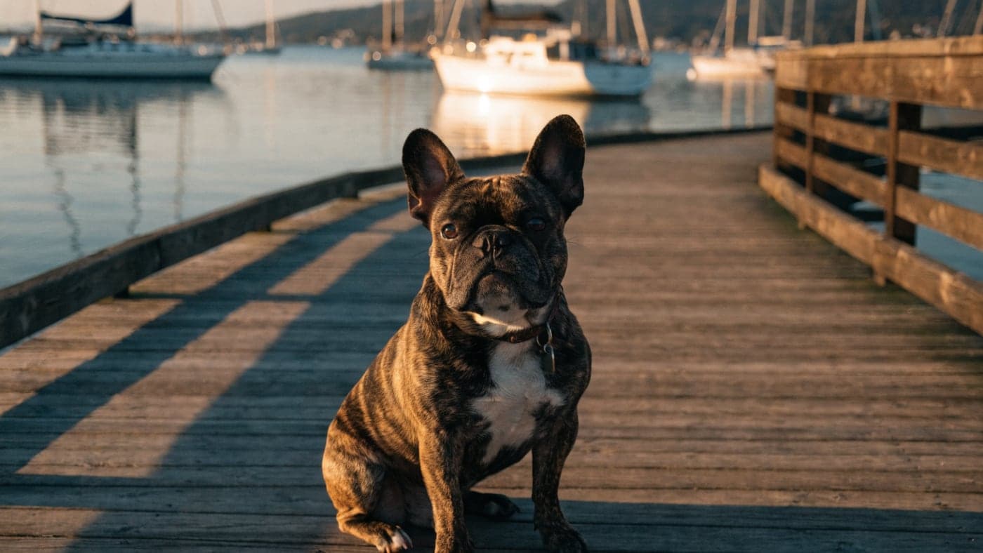 A tricolor Frenchie sitting on a harbor boardwalk with sailboats behind