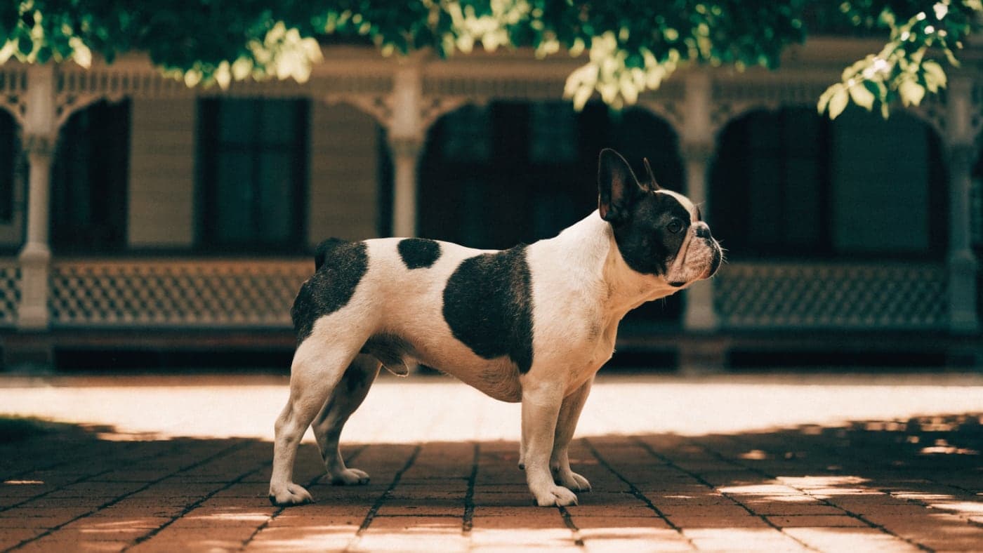 A tricolor Frenchie on a brick path under an arching tree canopy, a Victorian porch behind