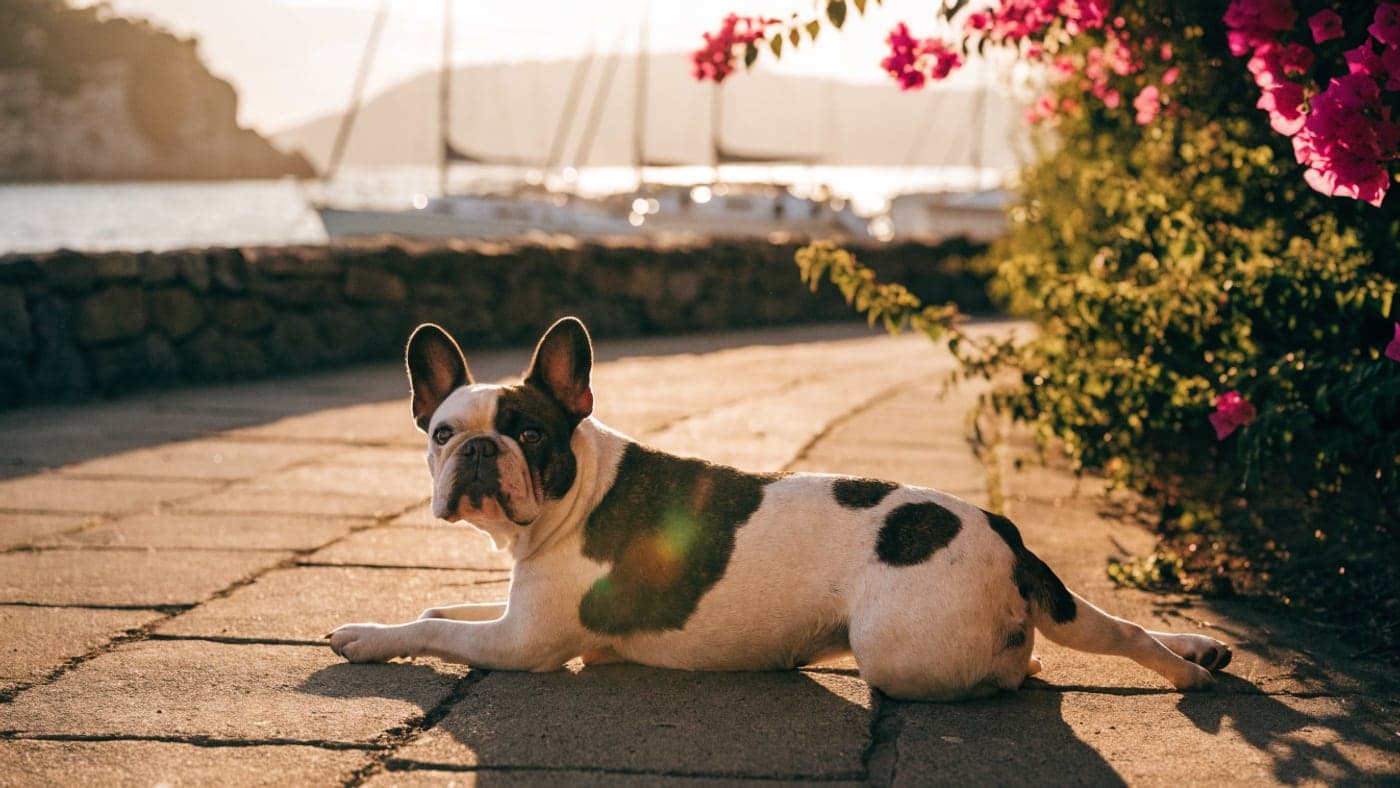 A tricolor Frenchie lying on a coastal path beneath bougainvillea, sailboats moored in the bay behind