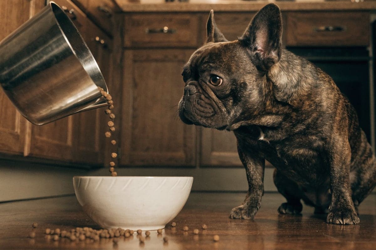 French Bulldog care illustration for this guide