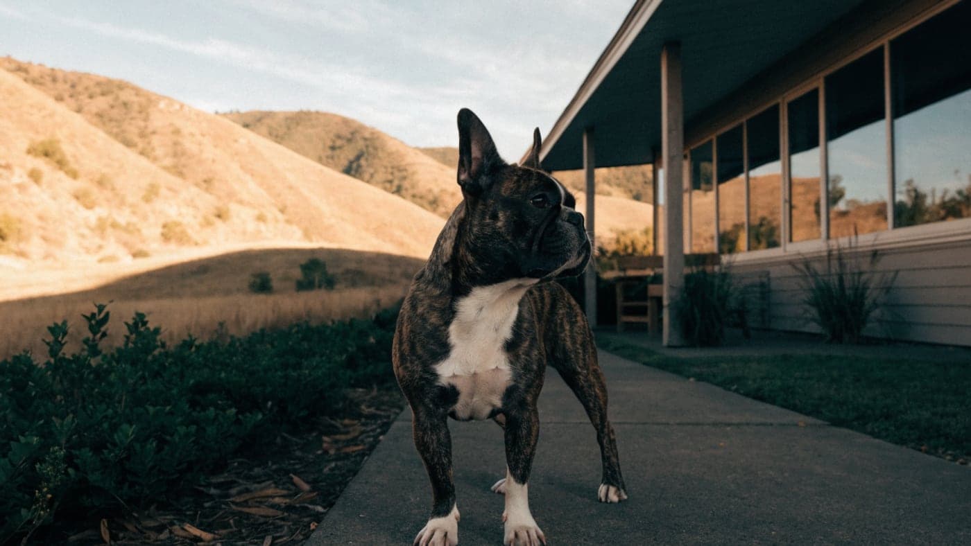 A ruby Frenchie standing outside a low mid-century ranch house with dry foothills behind